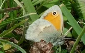 Raporti i monitorimit të biodiversitetit: Specie endemike dhe të kërcënuara të florës dhe fluturave